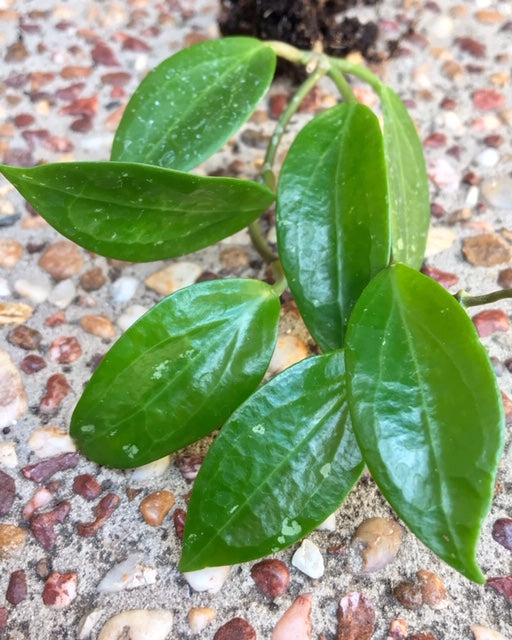 Hoya limoniaca IML 0092 H253