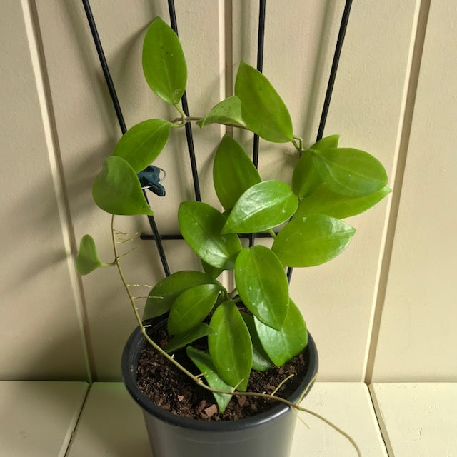 Hoya limoniaca IML 0092 H253