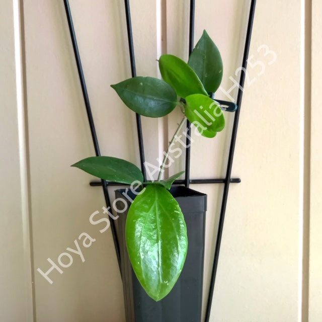 Hoya limoniaca IML 0092 H253