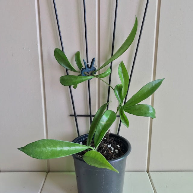 Hoya longifolia IML 0185 H257