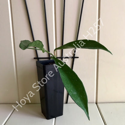 Hoya longifolia IML 0185 H257