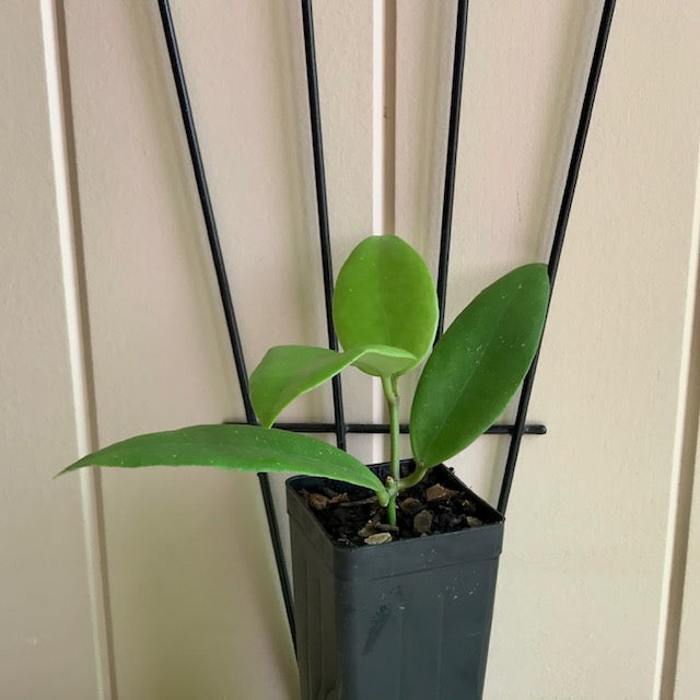 Hoya minahassae IML 1863 H259