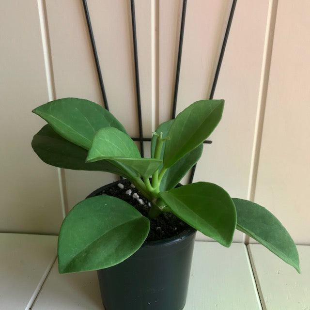 Hoya pachyclada IML 0523 H25
