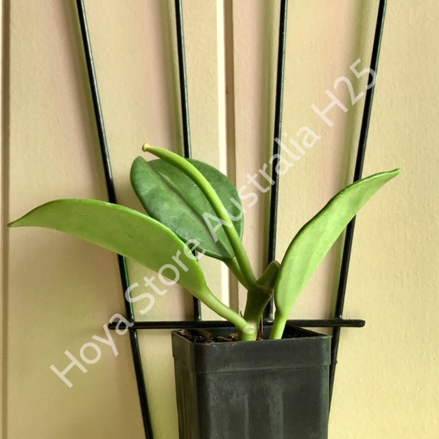 Hoya pachyclada IML 0523 H25