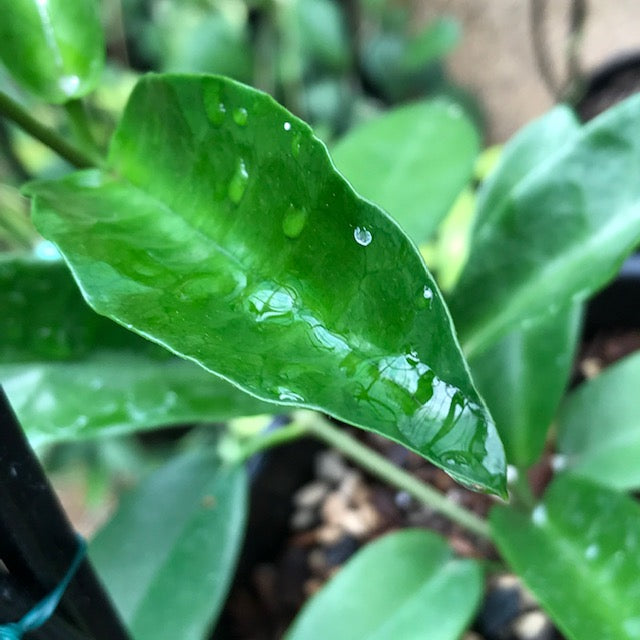 Hoya liddleana H263