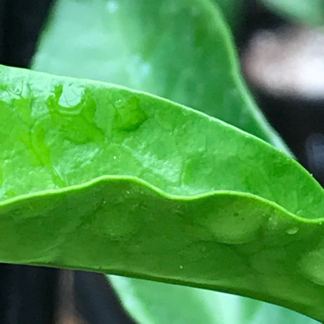Hoya liddleana H263