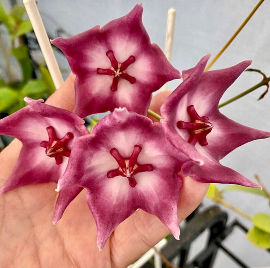 Hoya liddleana H263