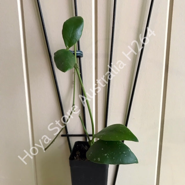 Hoya rundumensis H264