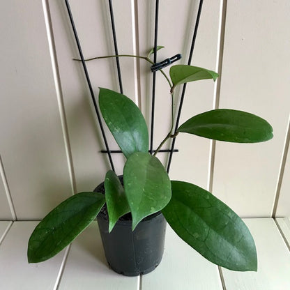 Hoya finlaysonii H265