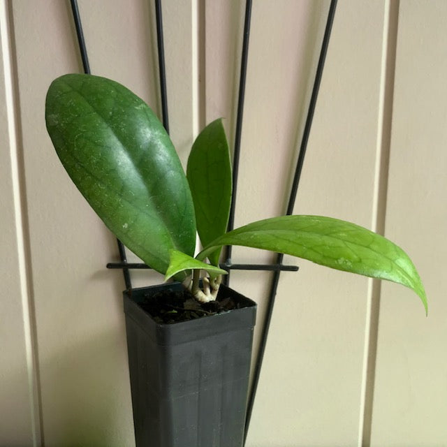 Hoya finlaysonii H265