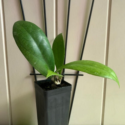 Hoya finlaysonii H265