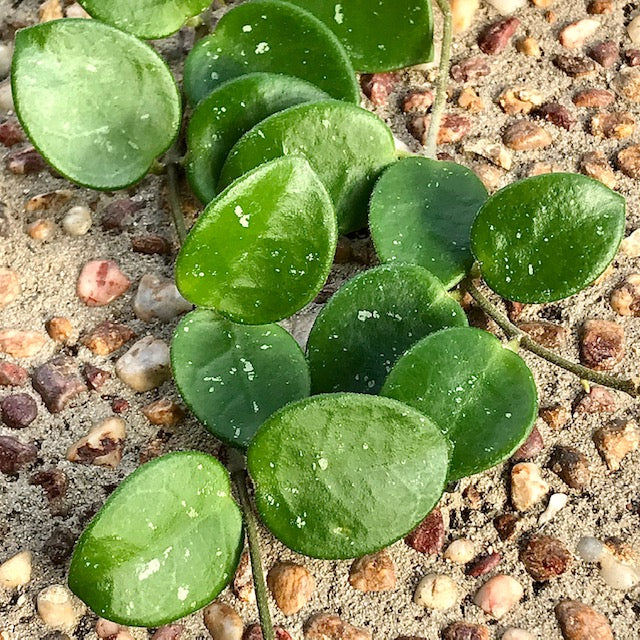 Hoya 'Mathilde' H266