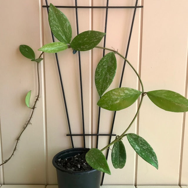 Hoya pubicalyx (splash) H267