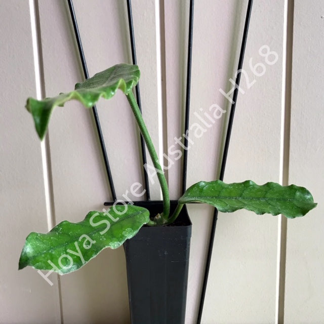Hoya villosa H268
