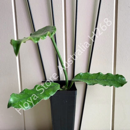 Hoya villosa H268