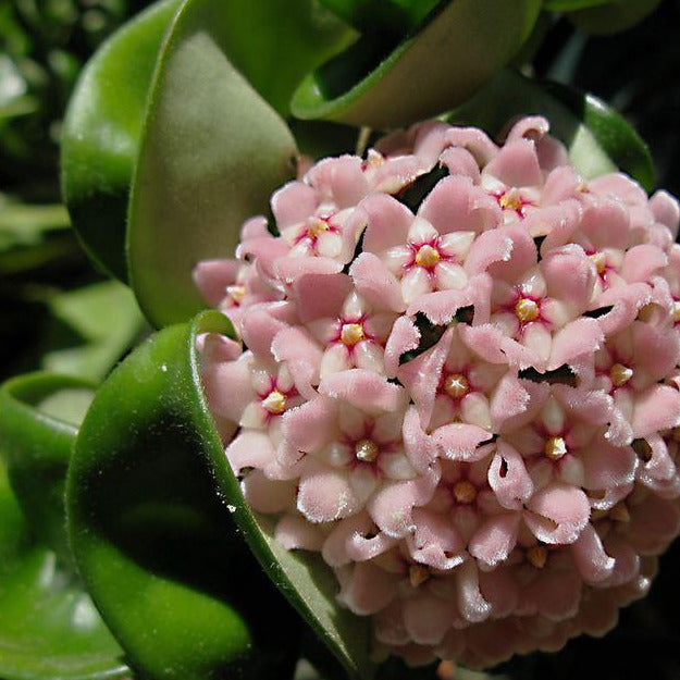 Hoya compacta Indian Rope H26
