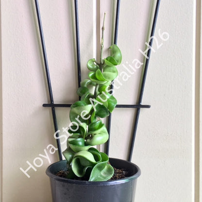 Hoya compacta Indian Rope H26
