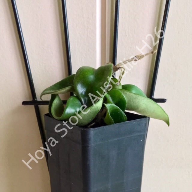 Hoya compacta Indian Rope H26
