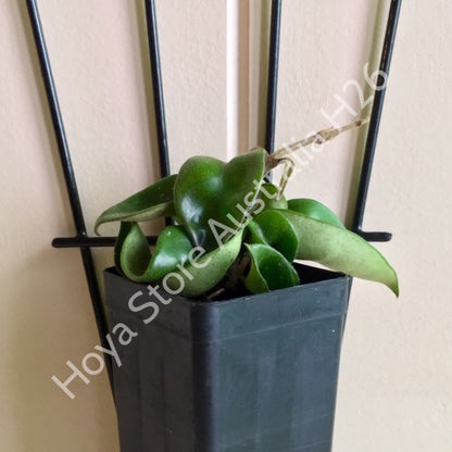 Hoya compacta Indian Rope H26