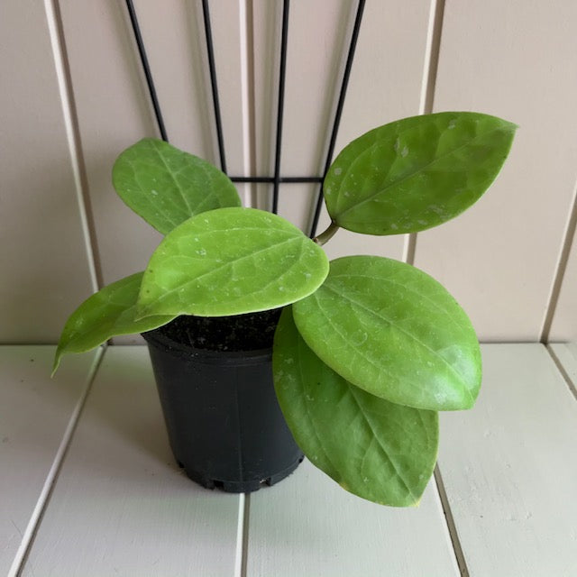 Hoya citrina Malaysia IML 0734 H270