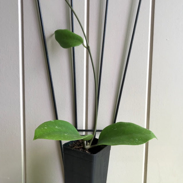 Hoya citrina Malaysia IML 0734 H270