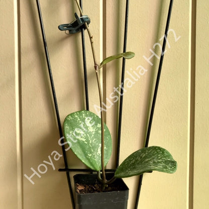 Hoya obovata (splash) H272