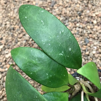 Hoya revoluta IML 1455 H273