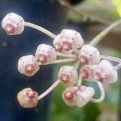 Hoya revoluta IML 1455 H273