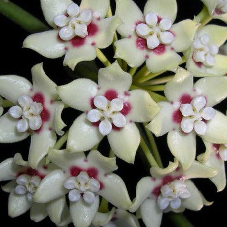 Hoya australis ssp. melanesica IML 0144 H274