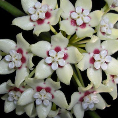 Hoya australis ssp. melanesica IML 0144 H274