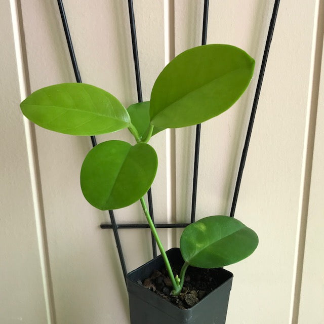 Hoya australis ssp. melanesica IML 0144 H274
