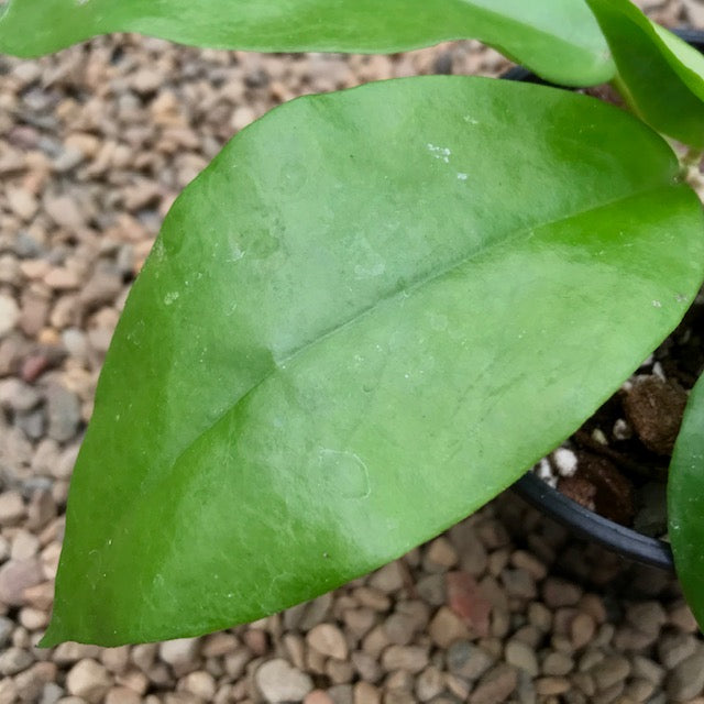 Hoya cardiophylla IML 1685 H275