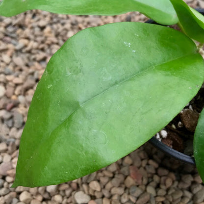 Hoya cardiophylla IML 1685 H275