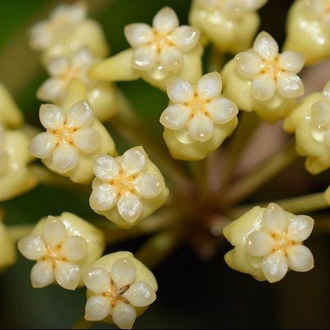 Hoya cardiophylla IML 1685 H275