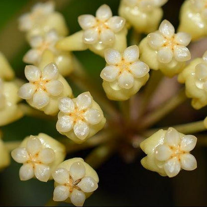 Hoya cardiophylla IML 1685 H275