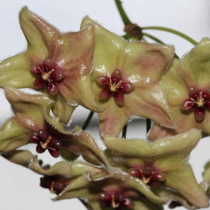 Hoya chlorantha var. tuituilensis IML 0545 H276