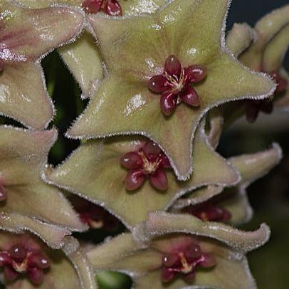 Hoya chlorantha var. tuituilensis IML 0545 H276
