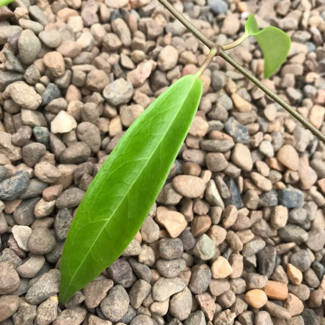 Hoya chlorantha var. tuituilensis IML 0545 H276