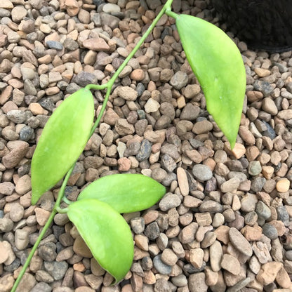 Hoya flavida IML 0118 H277