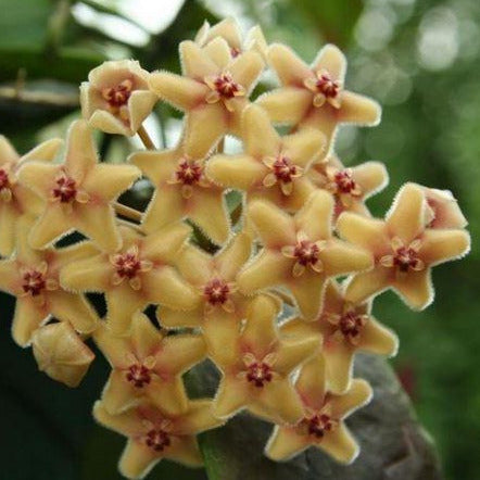 Hoya flavida IML 0118 H277