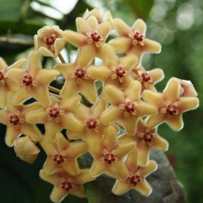 Hoya flavida IML 0118 H277