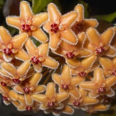 Hoya flavida IML 0118 H277