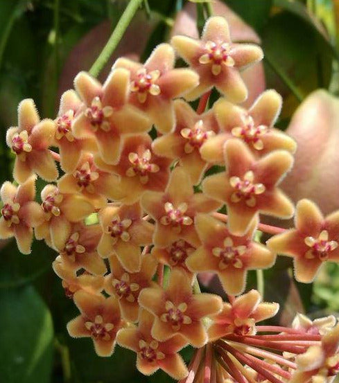 Hoya flavida IML 0118 H277