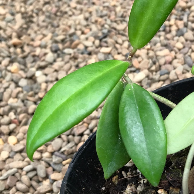 Hoya australis ssp. sanae IML 0171 H278