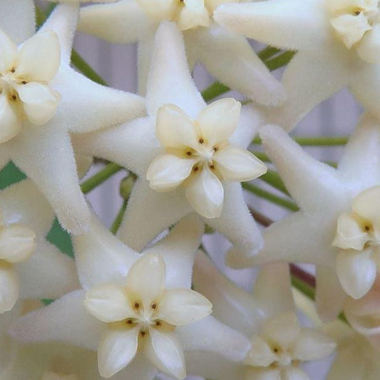 Hoya cagayanensis IML 1600 H279