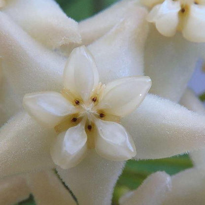 Hoya cagayanensis IML 1600 H279