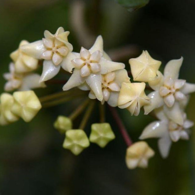 Hoya cagayanensis IML 1600 H279