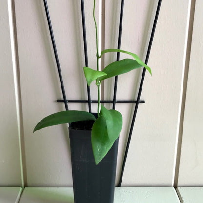 Hoya cagayanensis IML 1600 H279