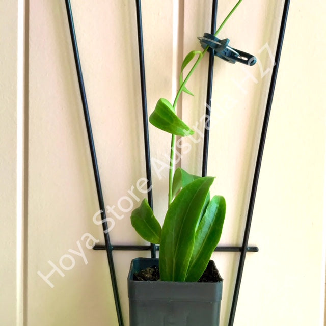 Hoya blashernaezii Philippines IML 1631 H27