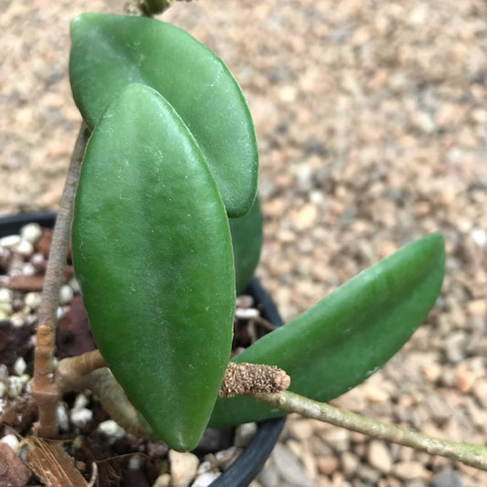 Hoya revolubilis IML 1347 H281